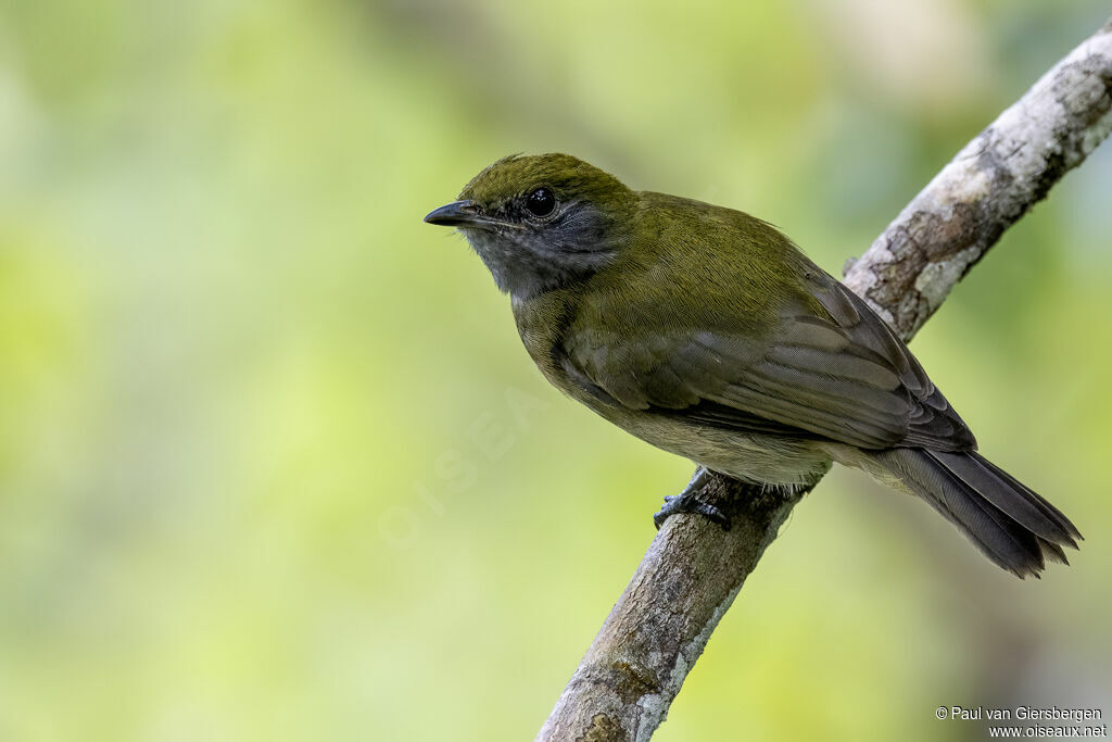 Manakin à bandeau jaune femelle adulte