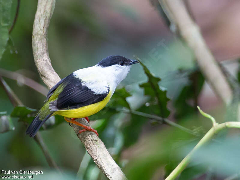 Manakin à col blanc mâle adulte, identification