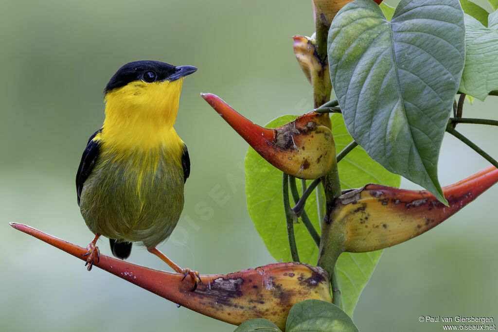 Manakin à col d'or mâle adulte