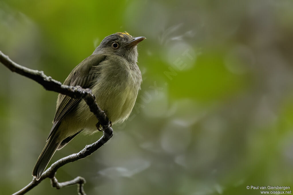 Saffron-crested Tyrant-Manakinadult