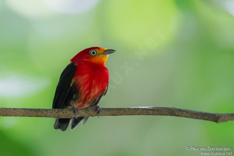 Crimson-hooded Manakin