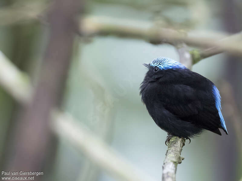 Manakin céruléen mâle adulte, identification