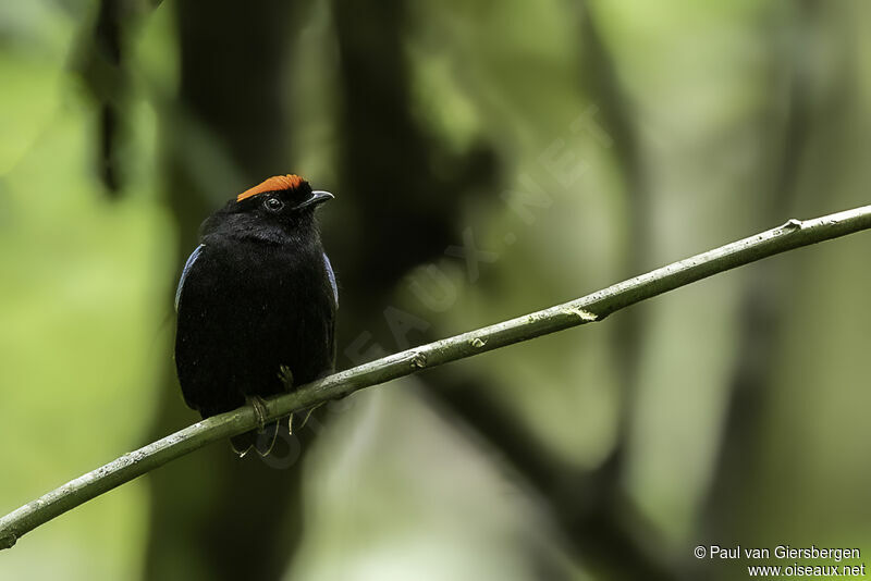 Blue-backed Manakin male adult