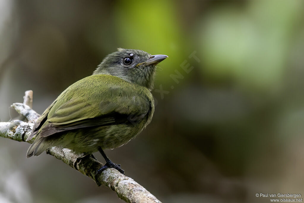 Blue-backed Manakin female adult