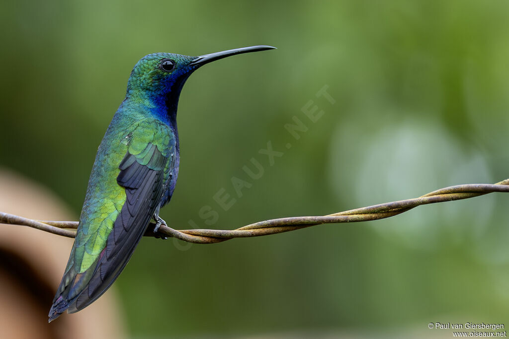 Mango à cravate noire