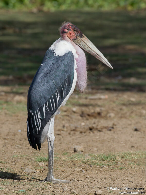 Marabou Stork