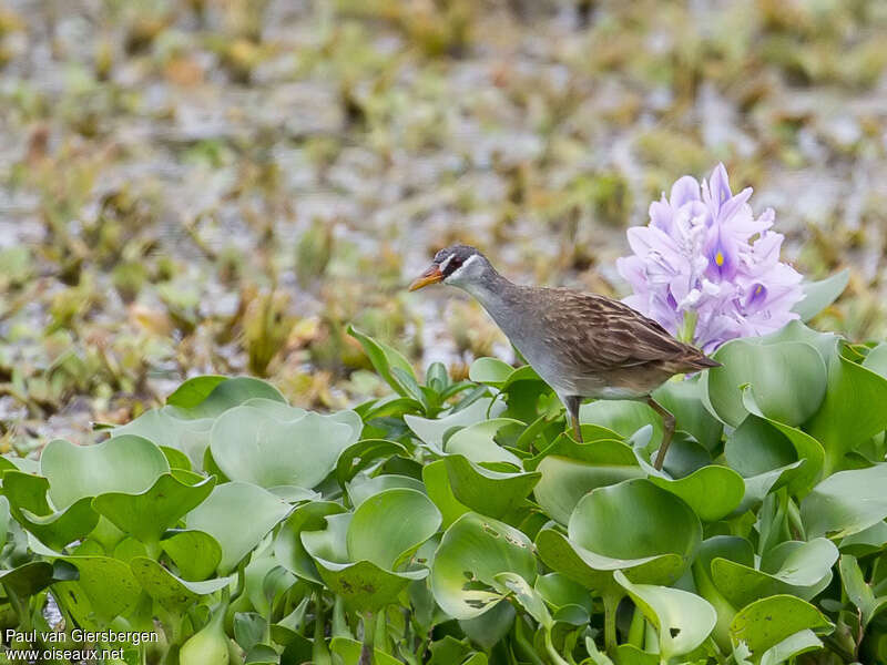 Marouette griseadulte, identification