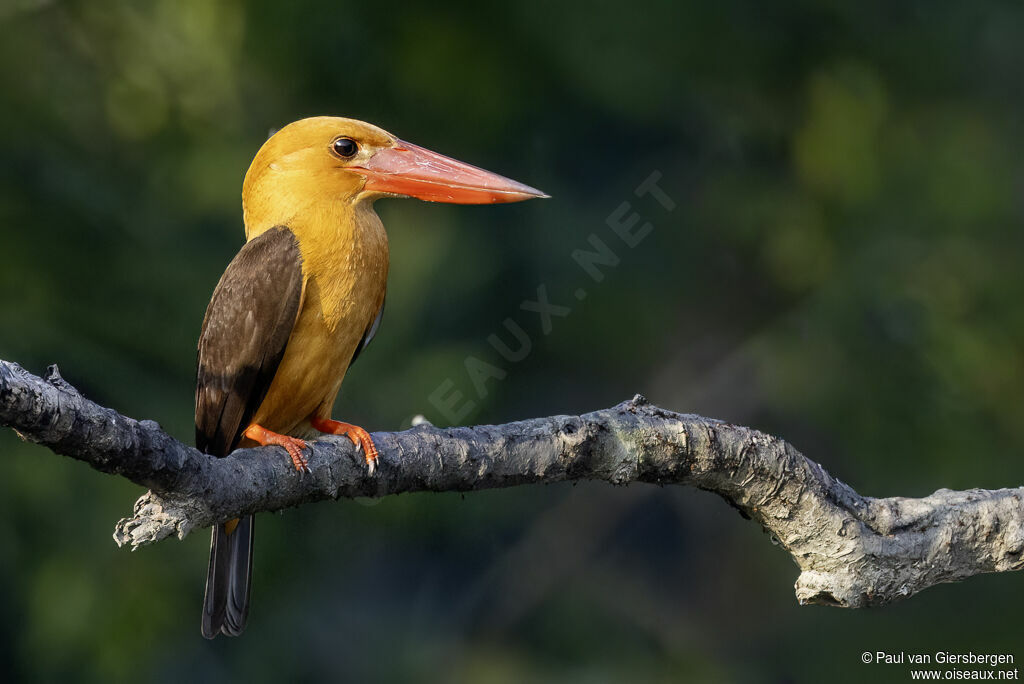 Brown-winged Kingfisheradult