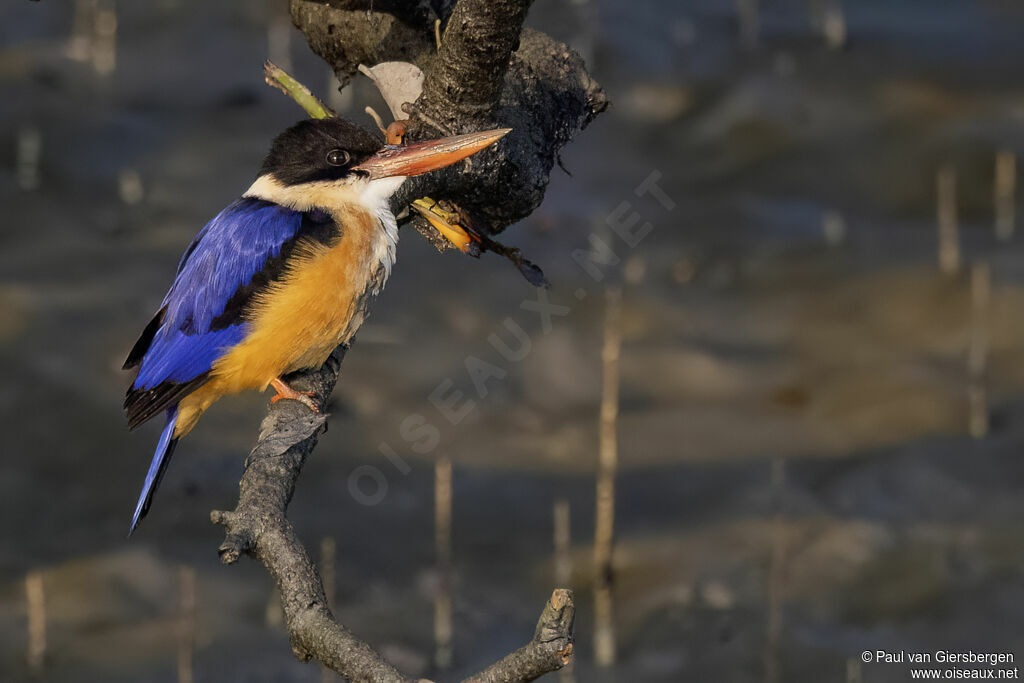 Martin-chasseur à coiffe noire