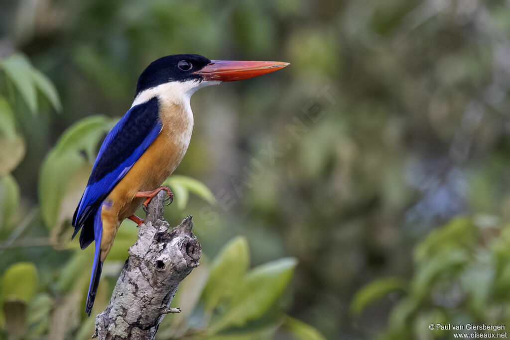 Martin-chasseur à coiffe noire