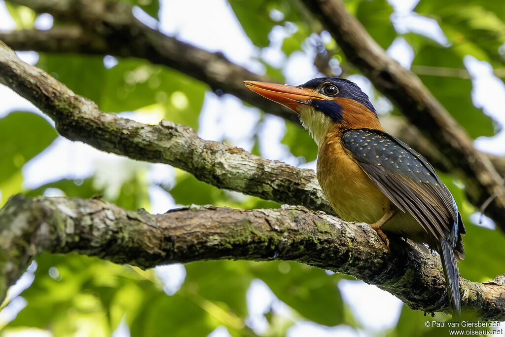 Blue-capped Kingfisheradult