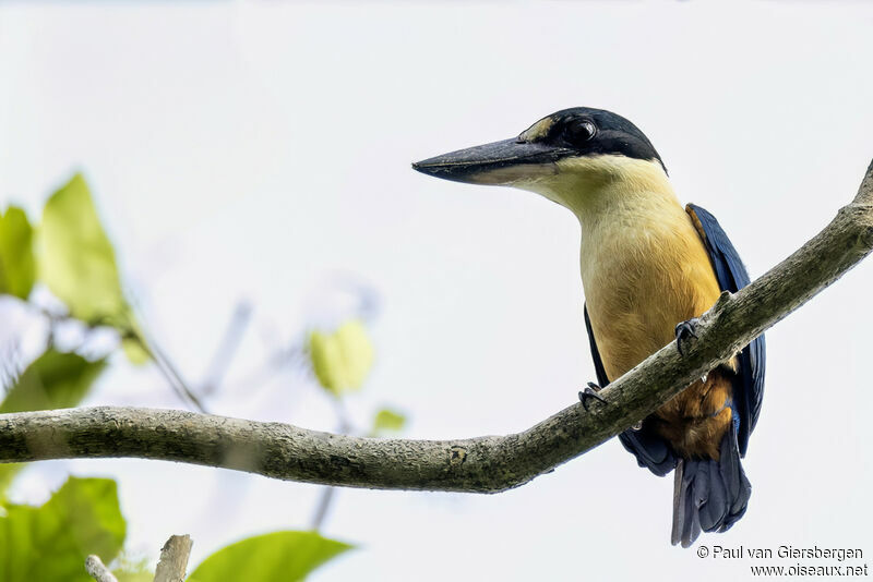 Melanesian Kingfisheradult