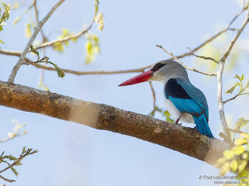 Mangrove Kingfisher