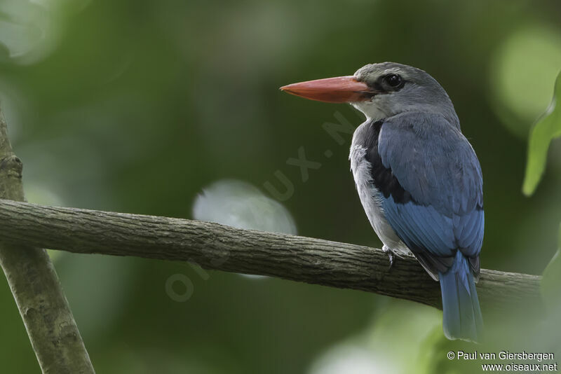 Mangrove Kingfisheradult