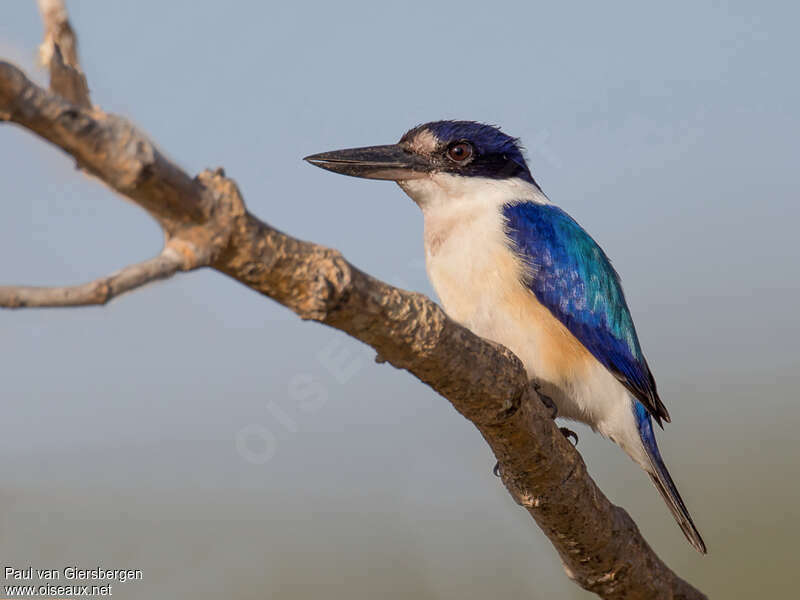 Forest Kingfisheradult, identification