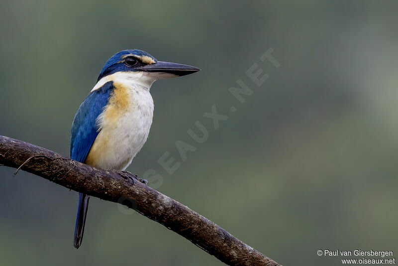 Sacred Kingfisher