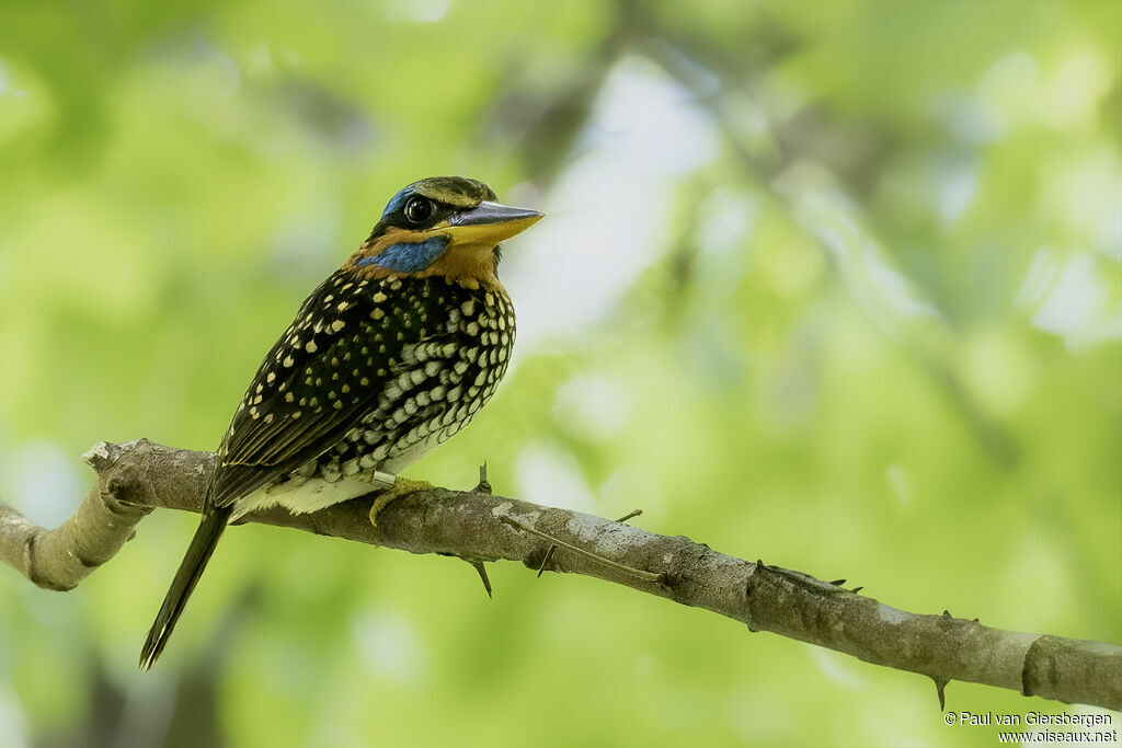 Spotted Wood Kingfisheradult