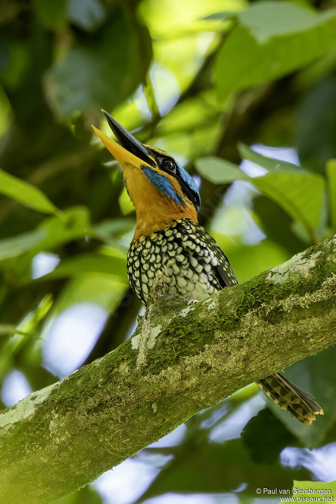 Spotted Wood Kingfisheradult