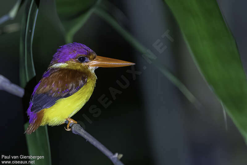 Rufous-backed Dwarf Kingfisheradult