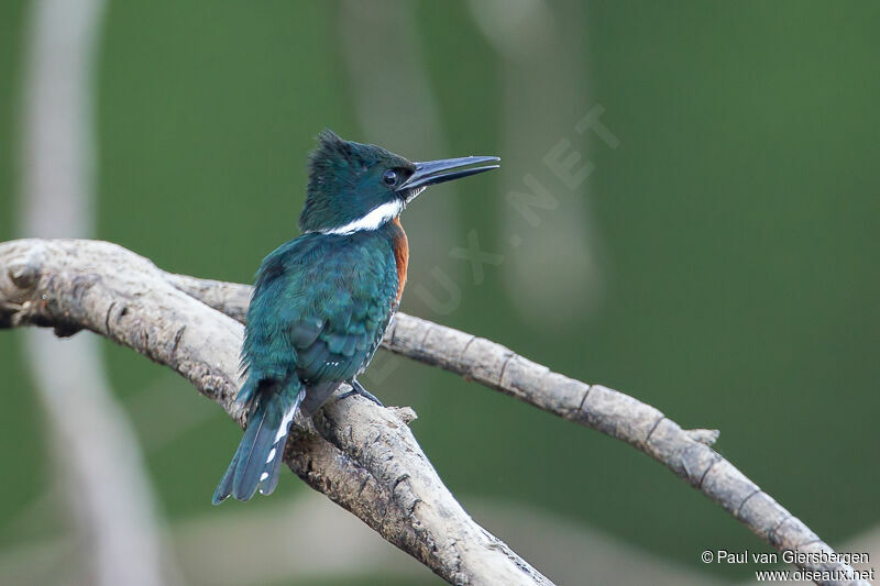 Amazon Kingfisher