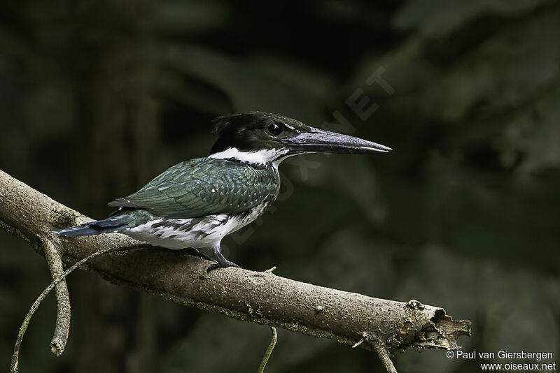 Martin-pêcheur d'Amazonie femelle adulte