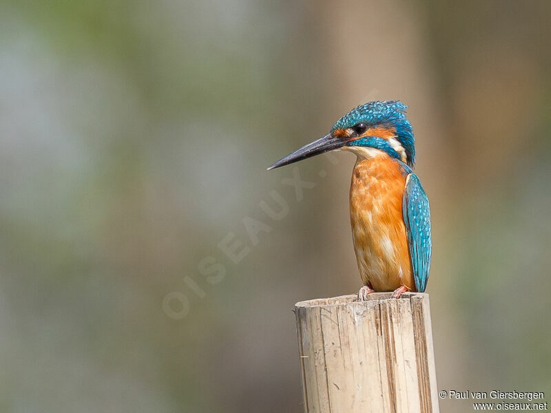 Common Kingfisher