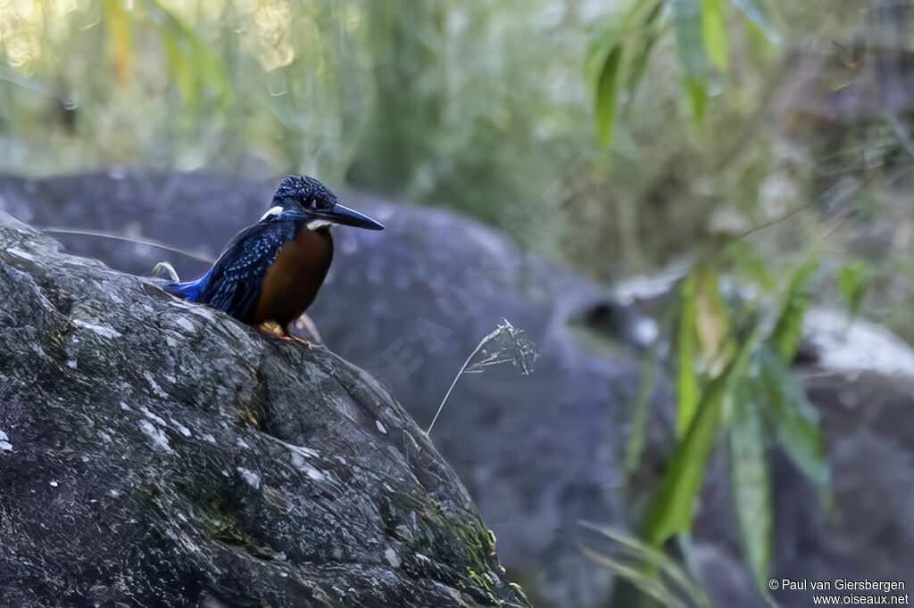Martin-pêcheur de Blyth