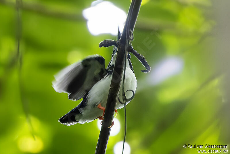 Makira Dwarf Kingfisheradult