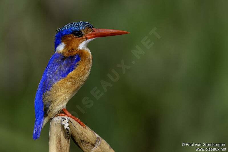 Malachite Kingfisher