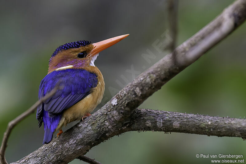 African Pygmy Kingfisheradult