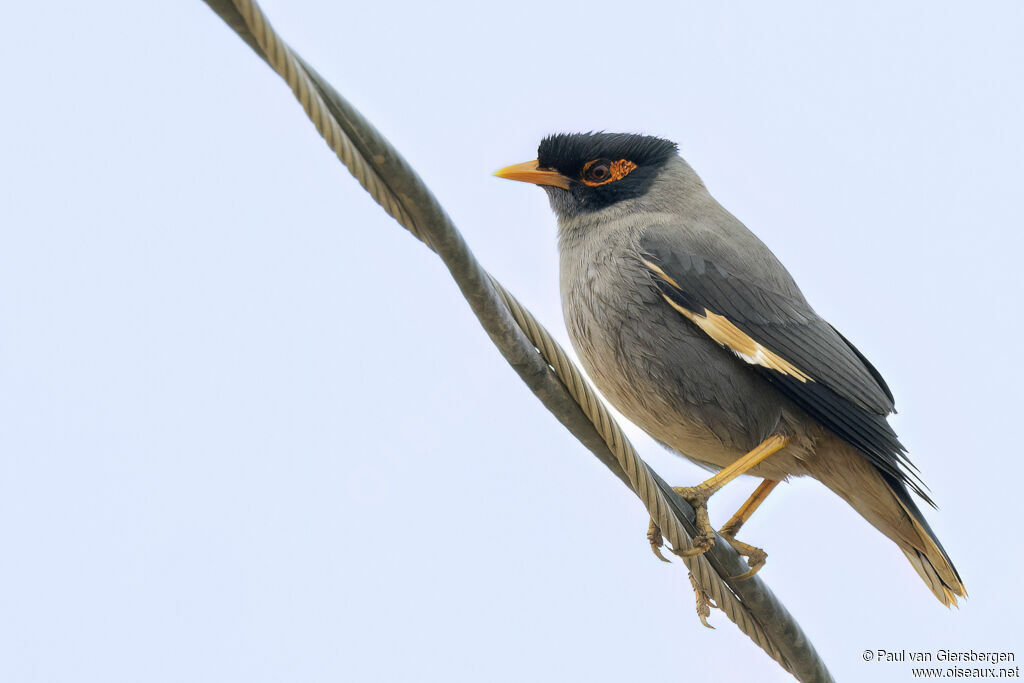 Martin des bergesadulte