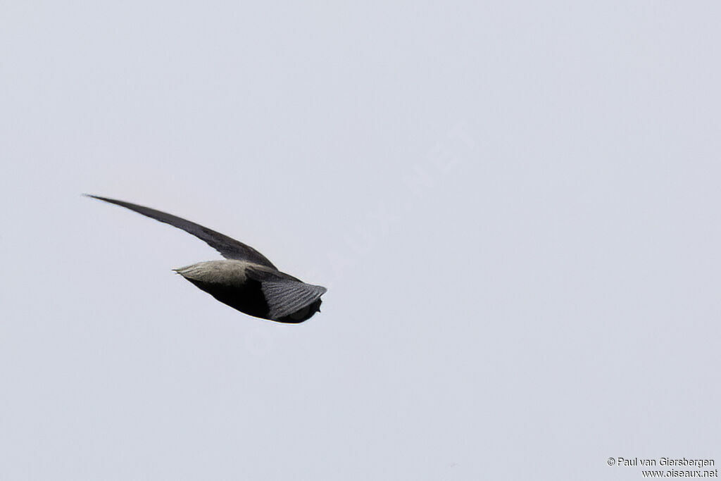 Grey-rumped Swiftadult