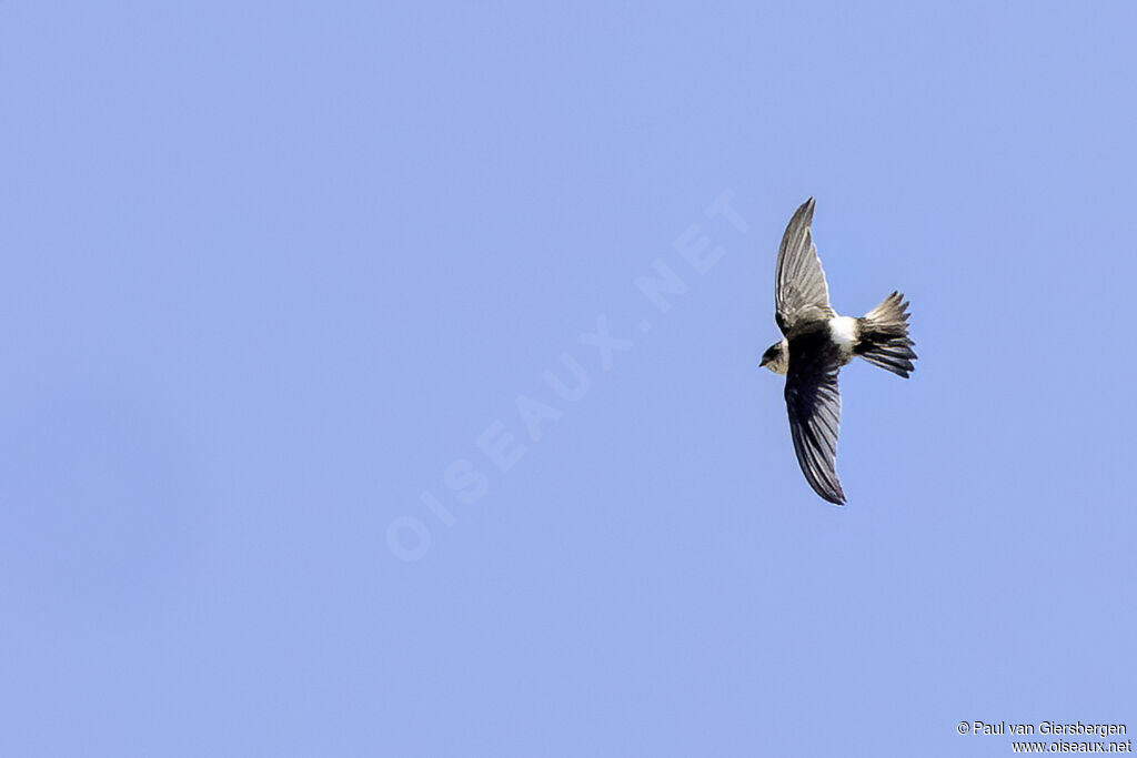 Martinet des Andesadulte