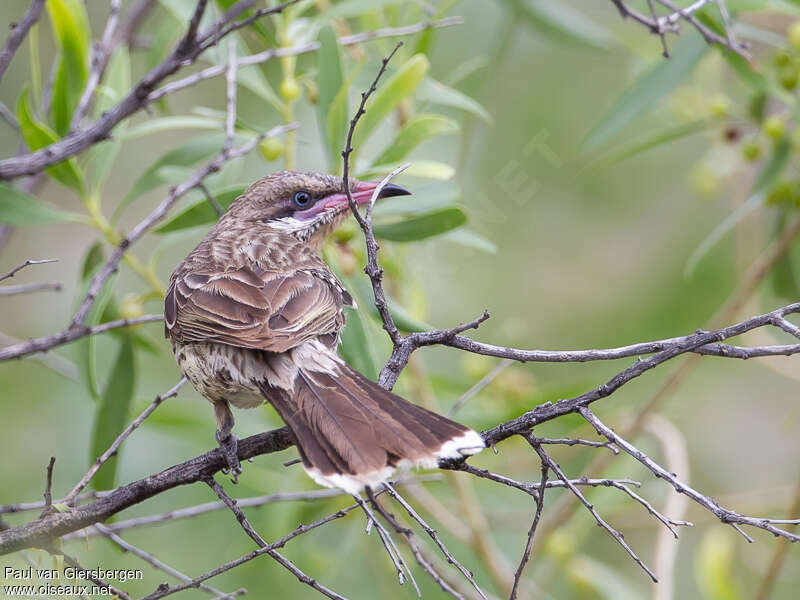 Spiny-cheeked Honeyeater