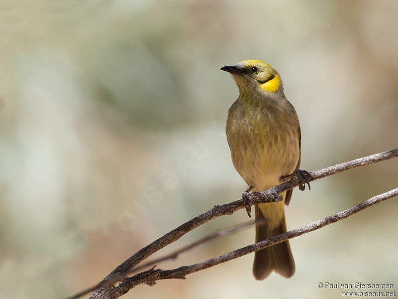 Grey-fronted Honeyeater