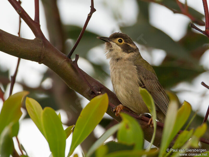 Brown-headed Honeyeater