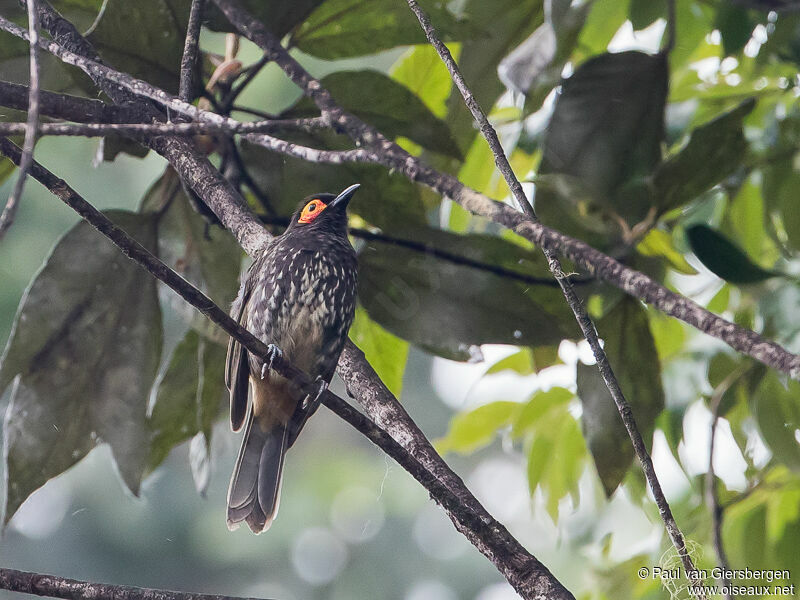 Arfak Honeyeateradult