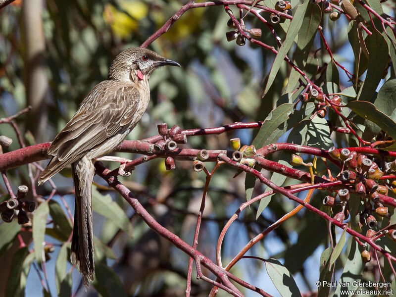 Red Wattlebird