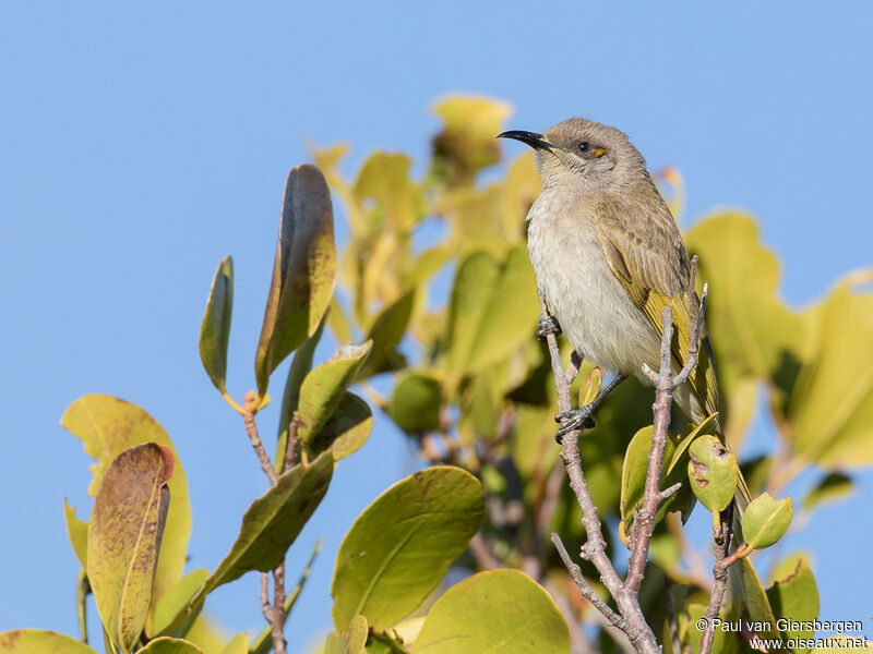 Brown Honeyeateradult