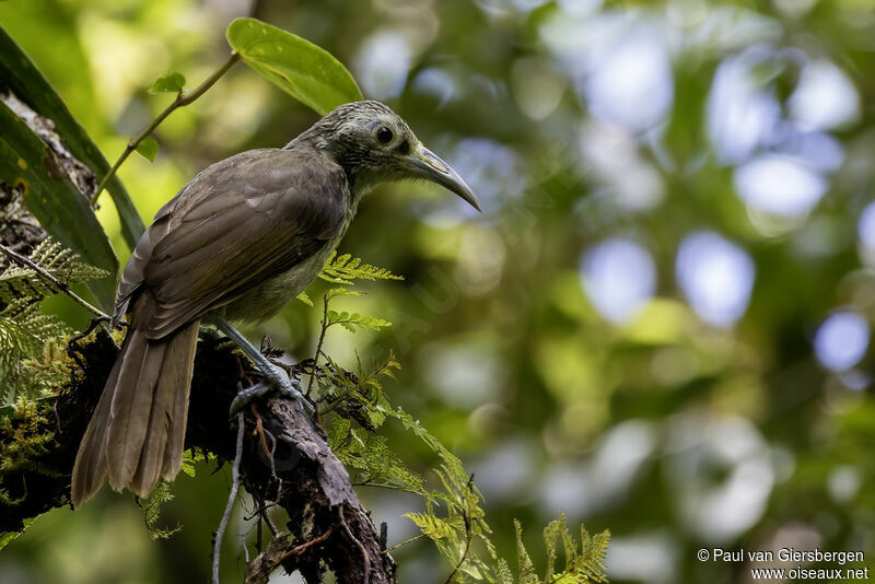 Makira Honeyeateradult