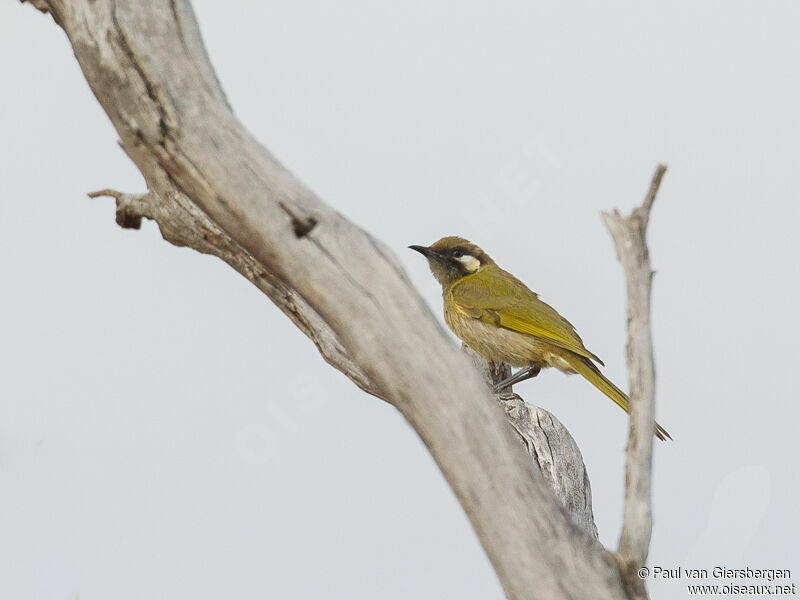 White-eared Honeyeater