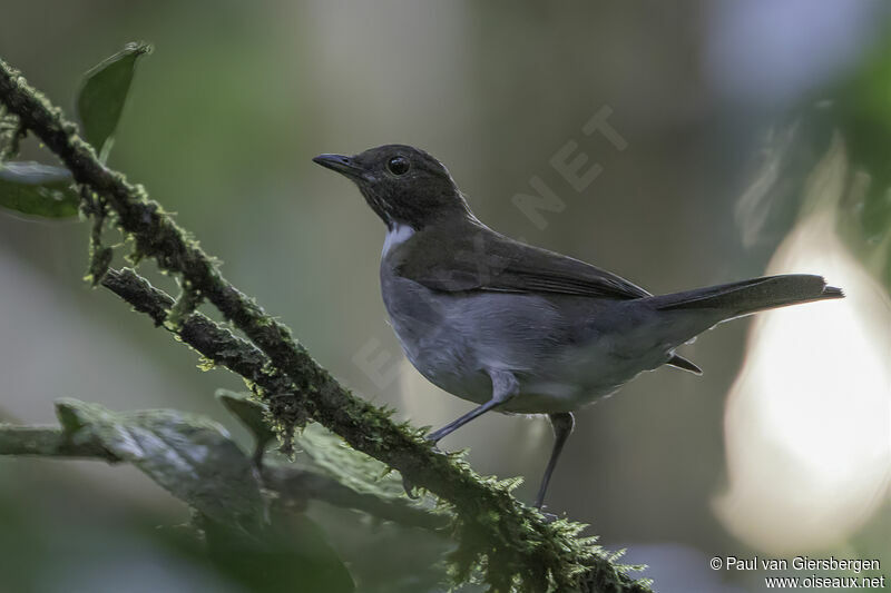 White-necked Thrushsubadult, identification