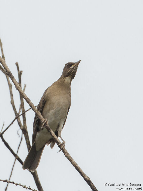 Creamy-bellied Thrush