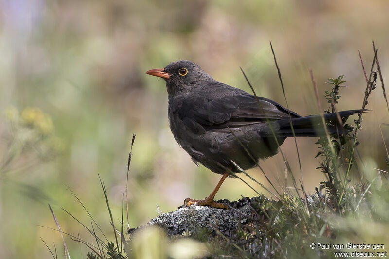 Chiguanco Thrush male adult