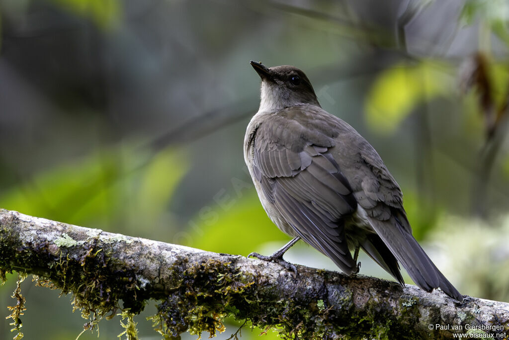 Merle de montagneadulte