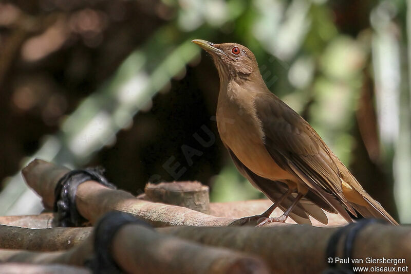 Clay-colored Thrush