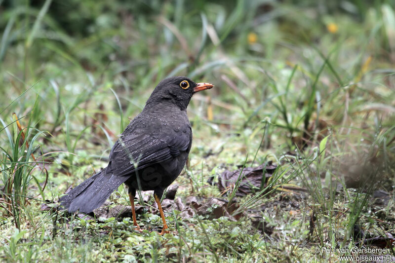 Great Thrush