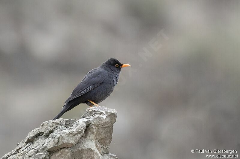 Great Thrush male, habitat, pigmentation