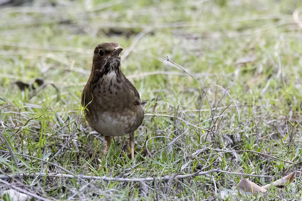 Tickell's Thrush female adult