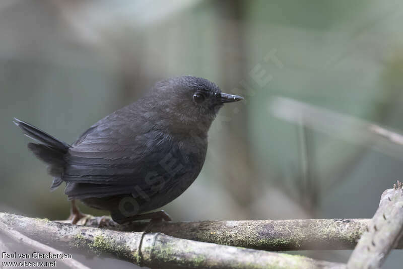 Mérulaxe de Tschudiadulte, identification